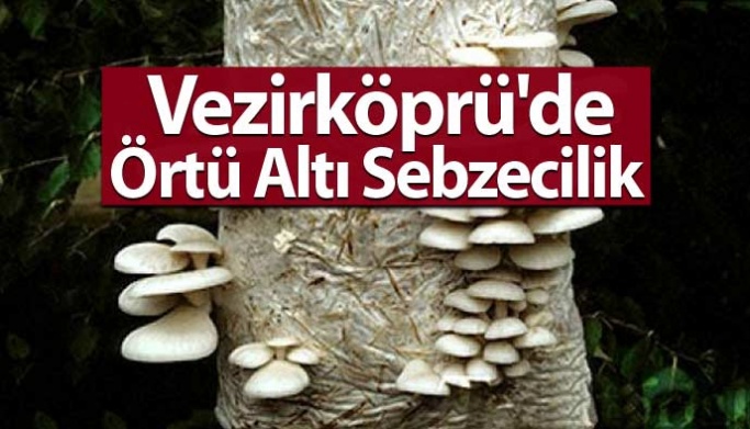 Vezirköprü'de Örtü Altı Sebzecilik Kursu