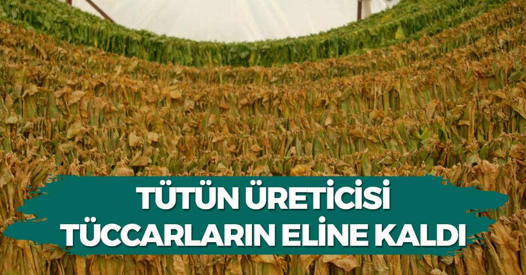 Tütün Üreticisi Tüccarların Eline Kaldı