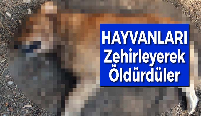 Zehirleyerek Öldürdüler