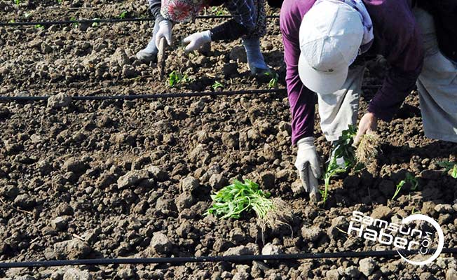 Bafra'da tütün dikim sezonu açıldı