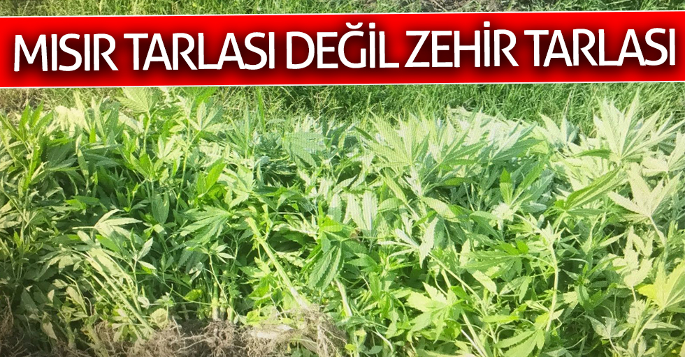 Mısır değil, zehir tarlası