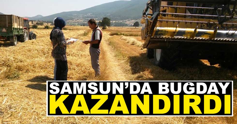 Samsun’da buğday kazandırdı