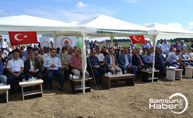 Alaçam’da çeltik hasadı