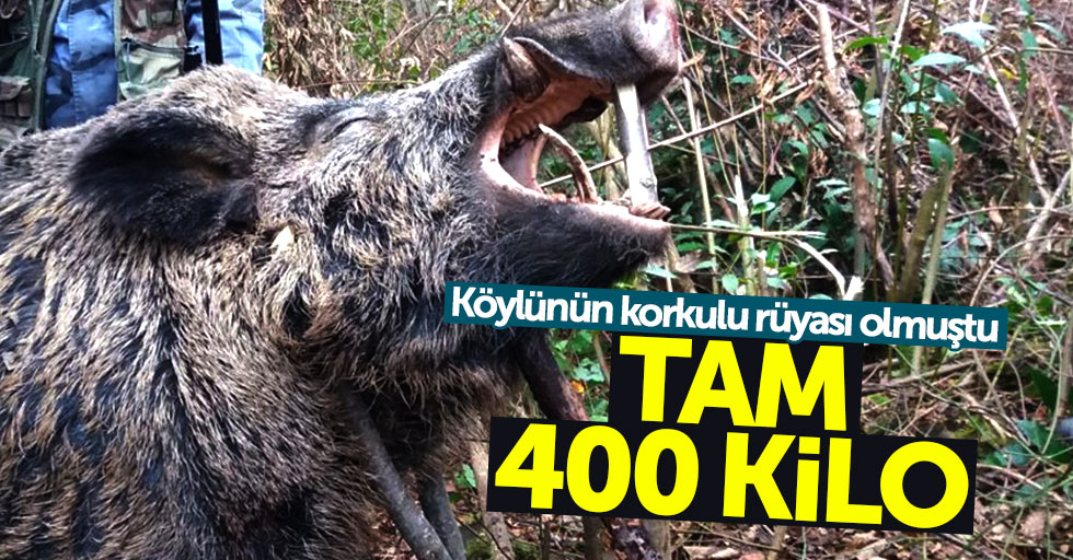 400 kiloluk domuz avlandı