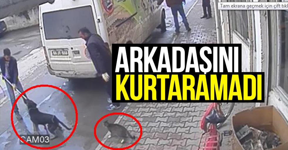 Samsun'da kedi ve köpeğin dostluk dayanışması