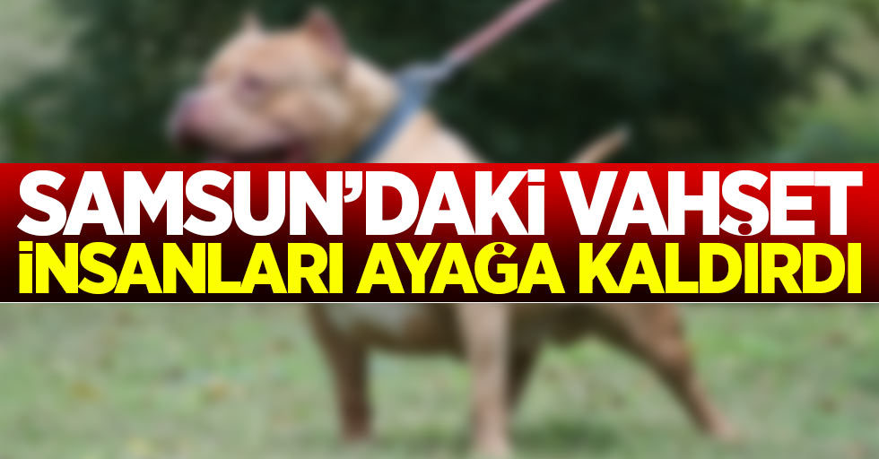 Samsun'daki vahşet insanları ayağa kaldırdı