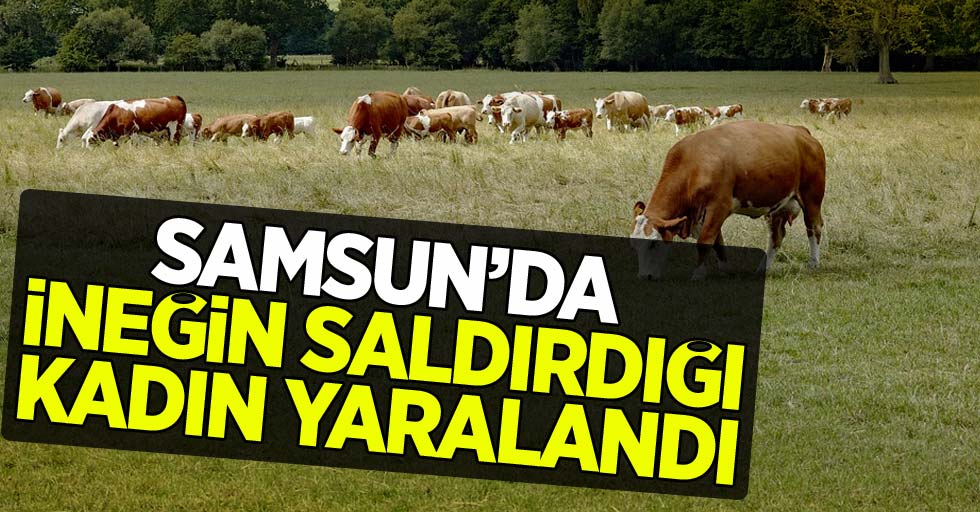 Samsun'da ineğin saldırdığı kadın hastanelik oldu