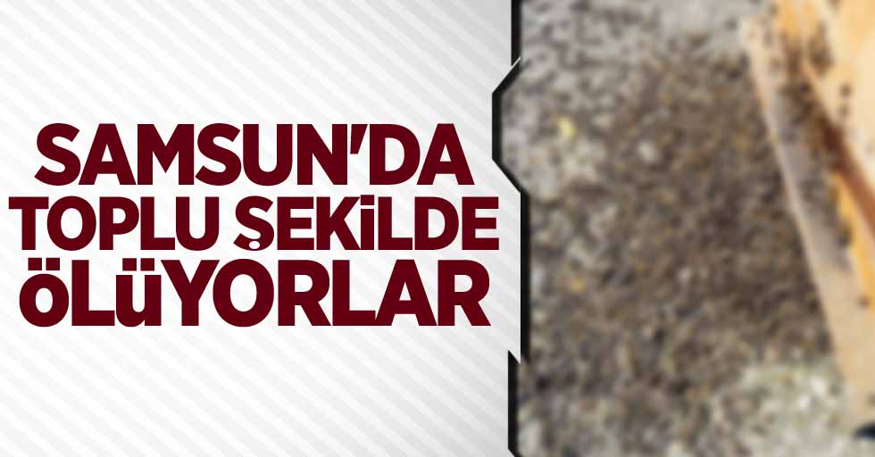 Samsun'da toplu şekilde ölüyorlar