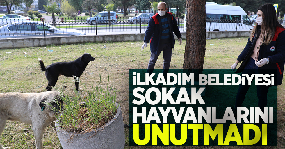 İlkadım sokak hayvanlarını unutmadı