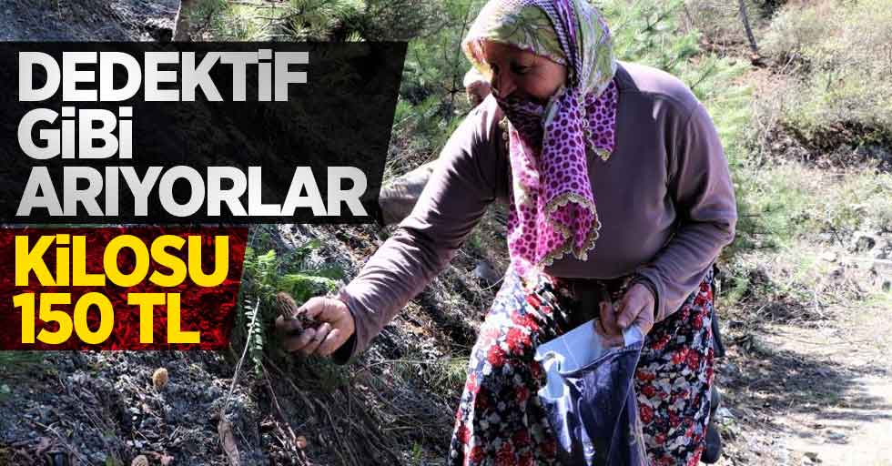 Dedektif gibi arıyorlar kilosu 150 TL