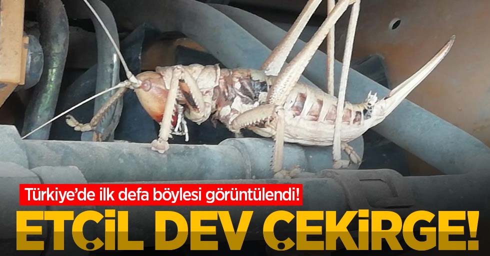 Etçil dev çekirge görenleri hayrete düşürdü!