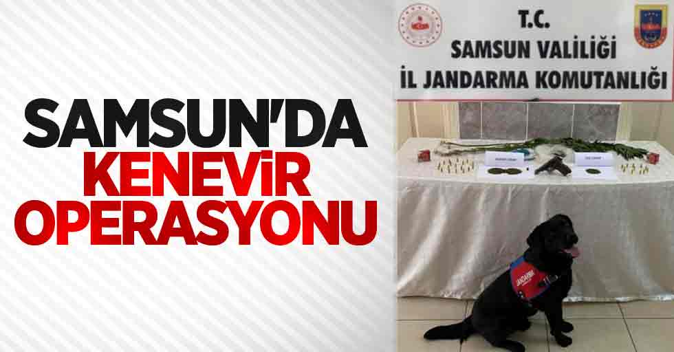 Samsun'da kenevir operasyonu