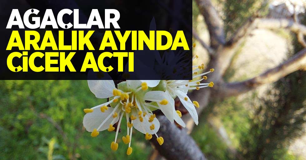 Ağaçlar Aralık ayında çiçek açtı