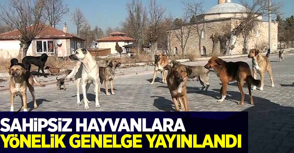 Sahipsiz hayvanlara yönelik genelge gönderildi