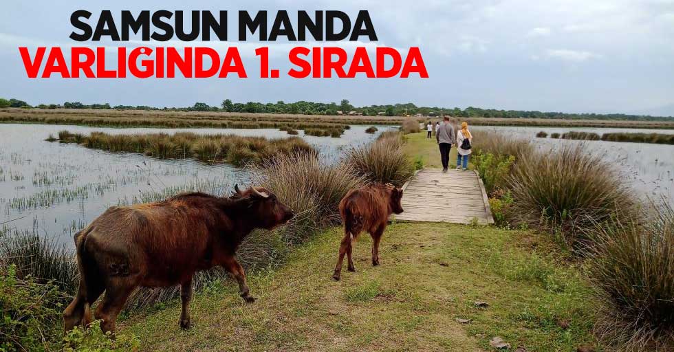 Samsun manda varlığında 1. sırada