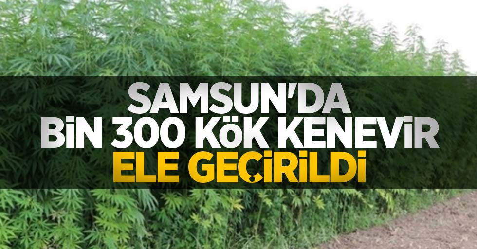 Samsun'da bin 300 kök kenevir ele geçirildi