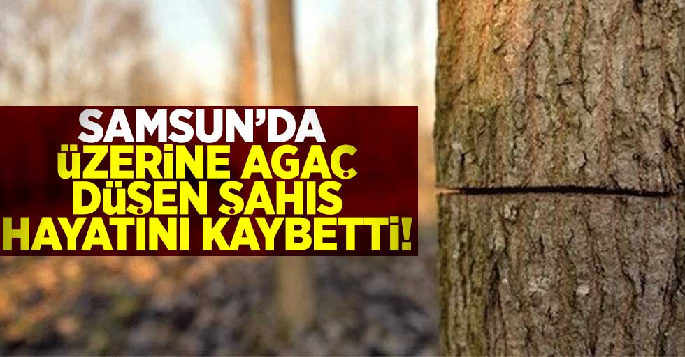 Samsun'da Üzerine Ağaç Düşen Şahıs Hayatını Kaybetti!