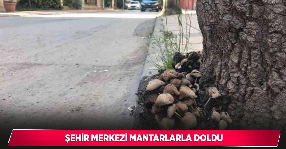 Şehir merkezi mantarlarla doldu