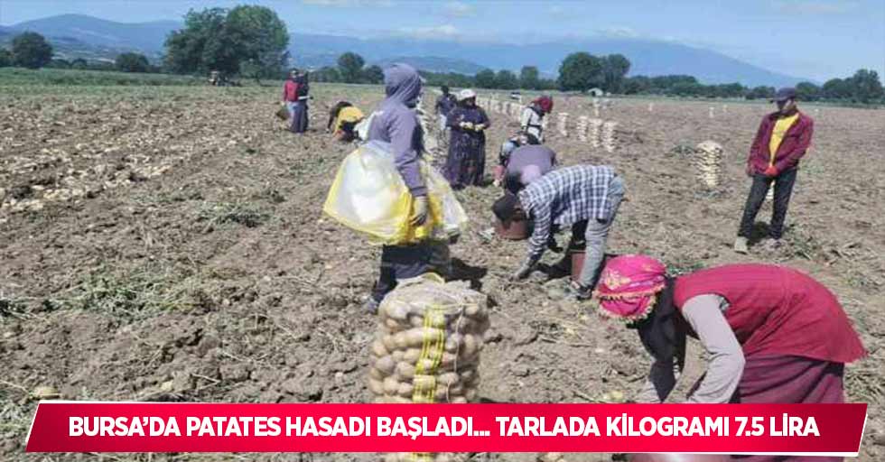 Bursa’da patates hasadı başladı... Tarlada kilogramı 7.5 lira