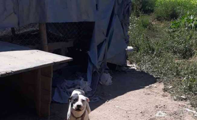 Konya’da pitbull besleyen şahsa 14 bin 982 lira ceza