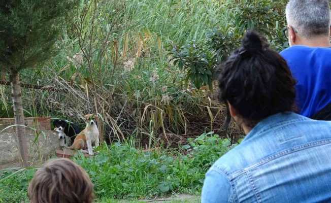 Annelerinin terk ettiği yavru köpeklere site sakinleri sahip çıktı