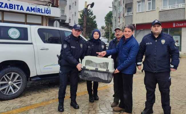 Yorgun düşen kuğunun imdadına polis yetişti