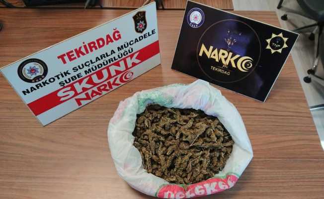 Tekirdağ’da yarım kilo skunk ele geçirildi