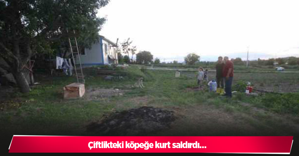 Çiftlikteki köpeğe kurt saldırdı…