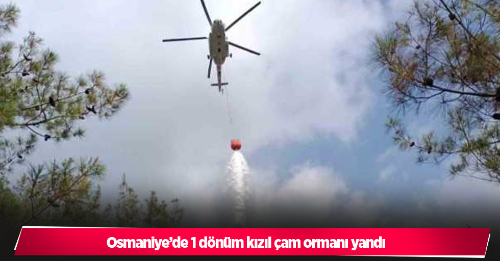 Osmaniye’de 1 dönüm kızıl çam ormanı yandı