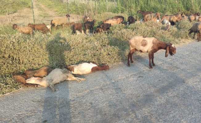 Arazide otlayan 48 hayvan telef oldu