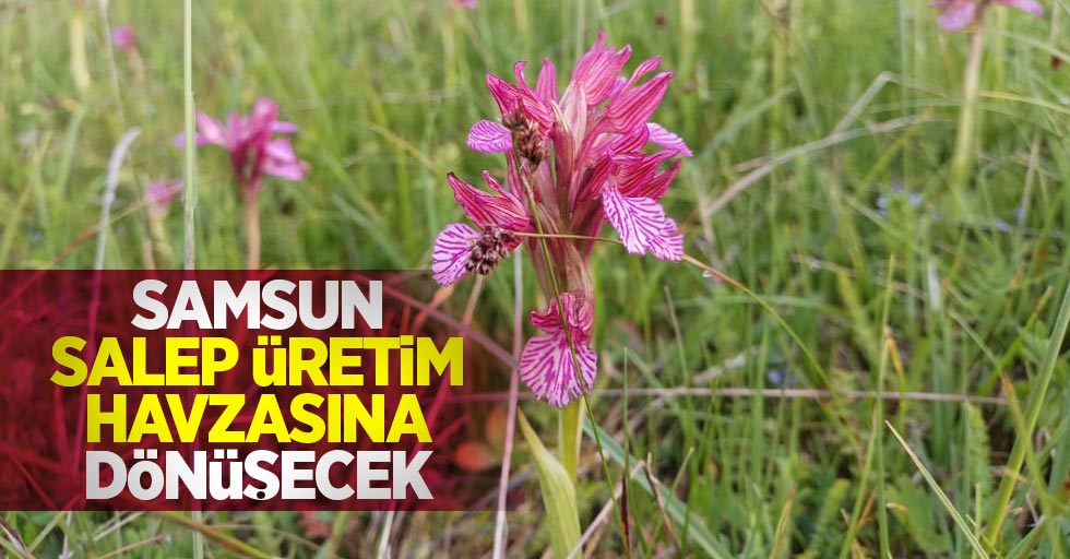 Samsun, salep üretim havzasına dönüşecek