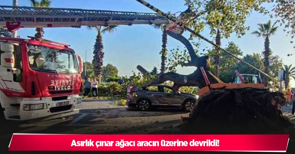 Asırlık çınar ağacı aracın üzerine devrildi!