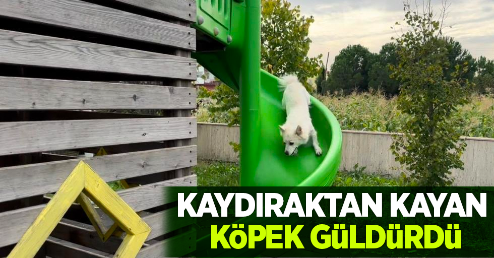 Kaydıraktan kayan köpek güldürdü