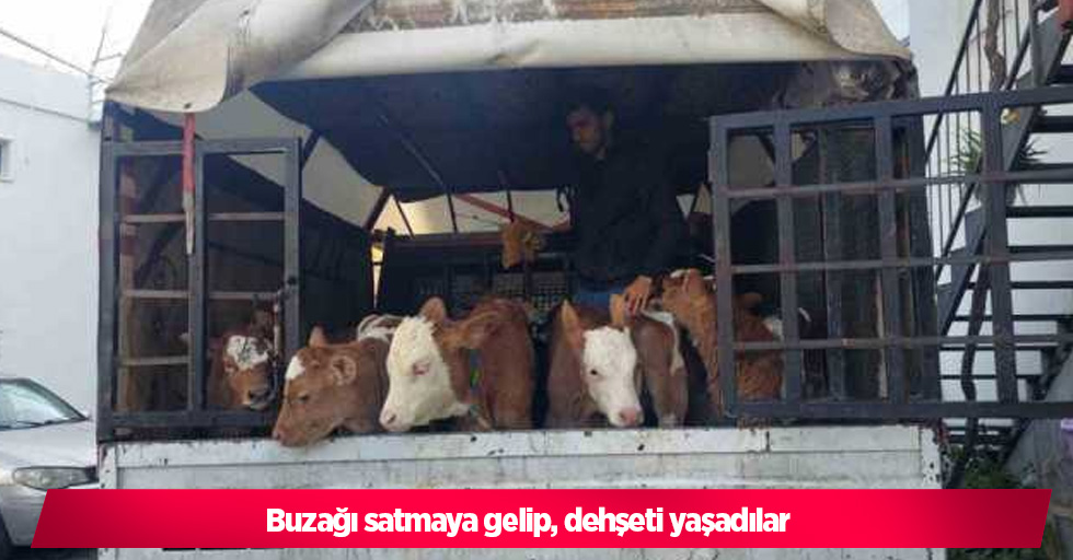 Buzağı satmaya gelip, dehşeti yaşadılar