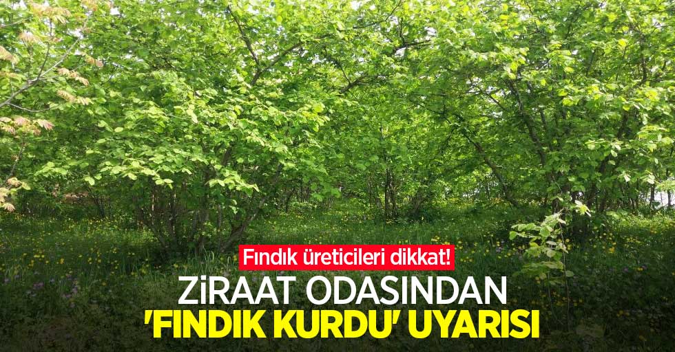 Fındık üreticileri dikkat! Ziraat odasından ‘fındık kurdu’ uyarısı