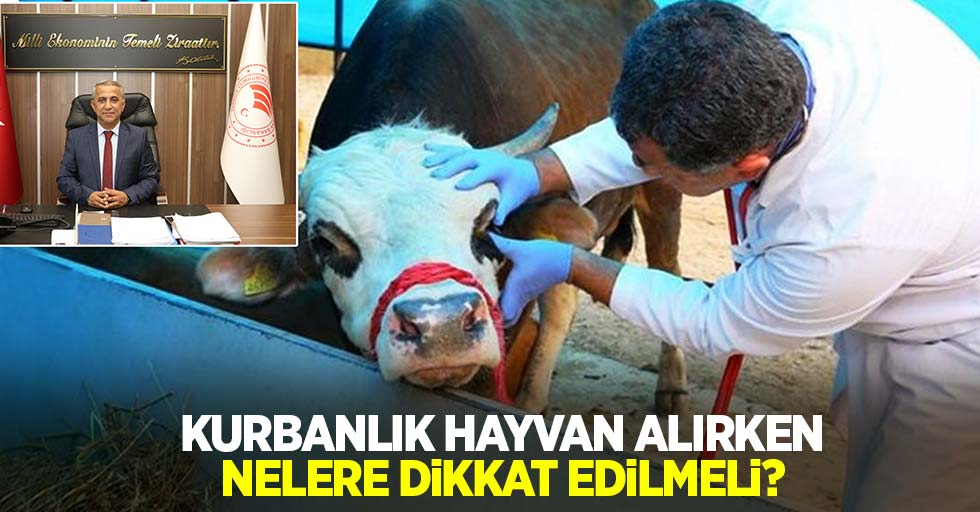 Kurbanlık hayvan alırken nelere dikkat edilmeli?