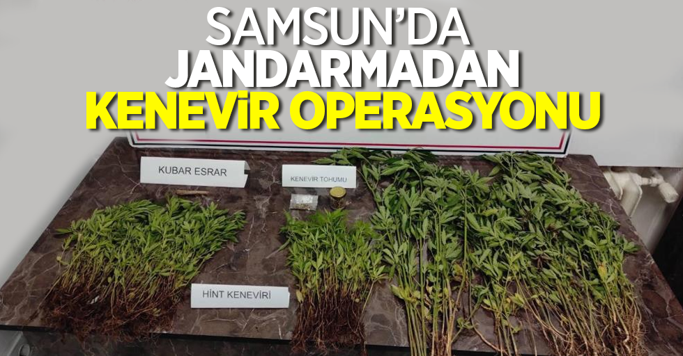 Samsun'da jandarmadan kenevir operasyonu