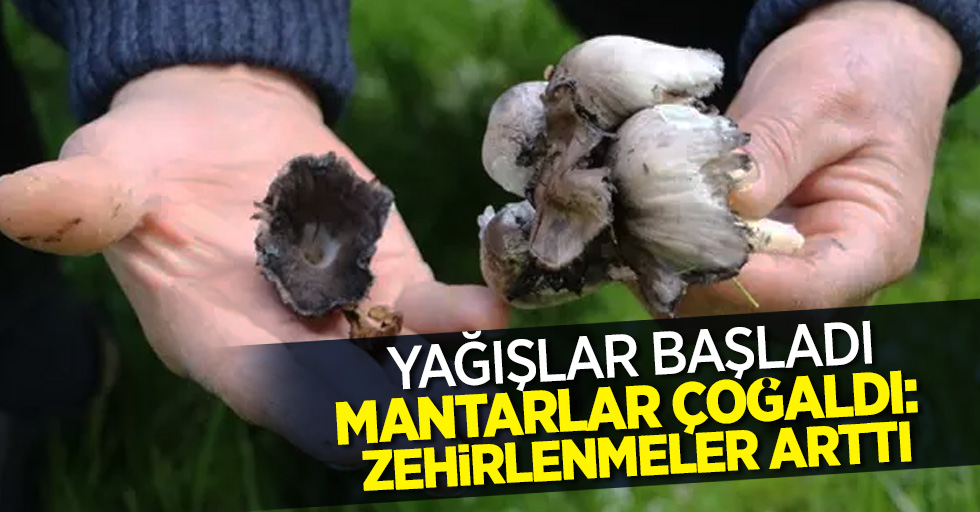 Yağışlar başladı, Mantarlar çoğaldı: Zehirlenmeler arttı