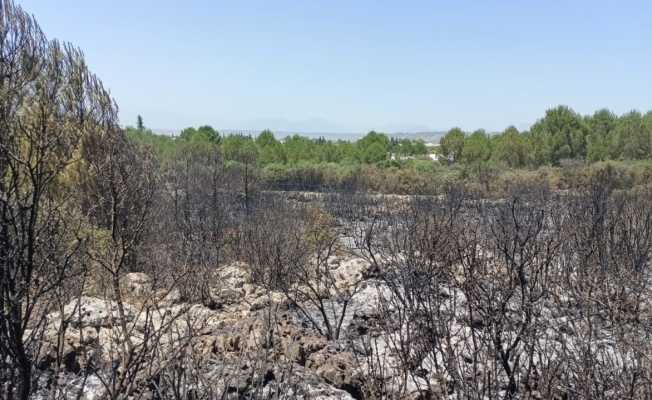 Antalya’da orman yangınında 2 hektar alan zarar gördü