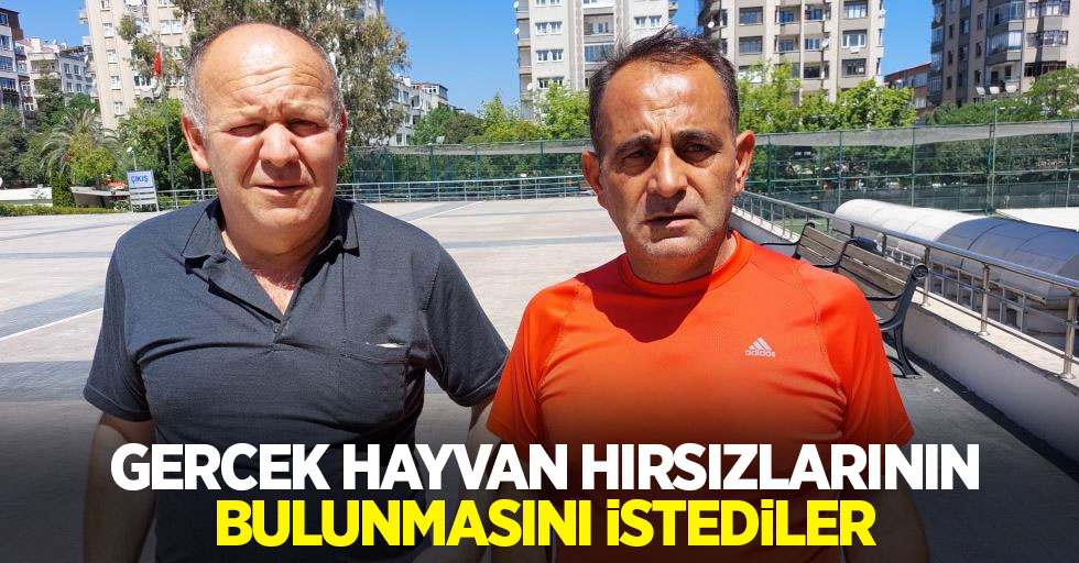 Gerçek hayvan hırsızlarının bulunmasını istediler