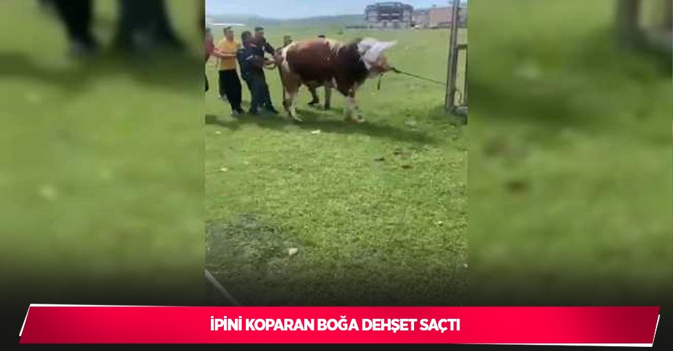 İpini koparan boğa dehşet saçtı