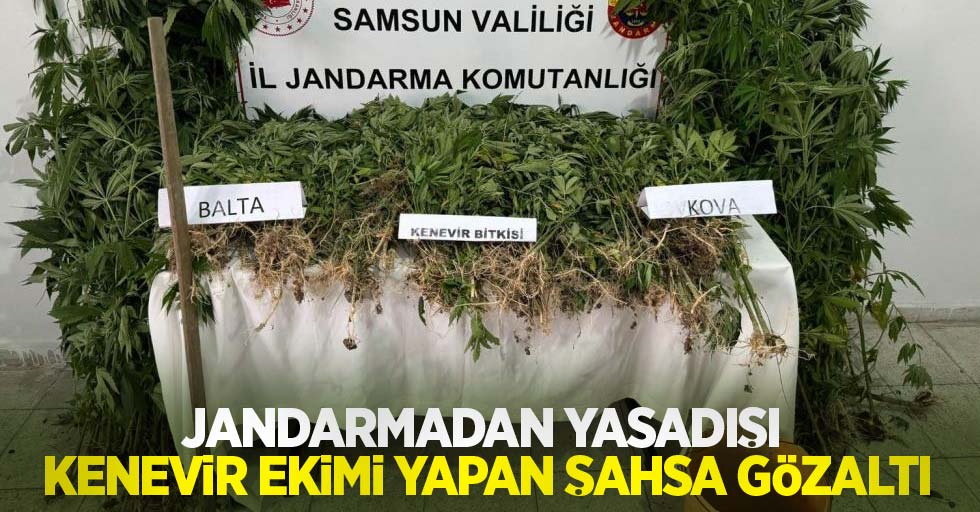 Jandarmadan yasadışı kenevir ekimi yapan şahsa gözaltı