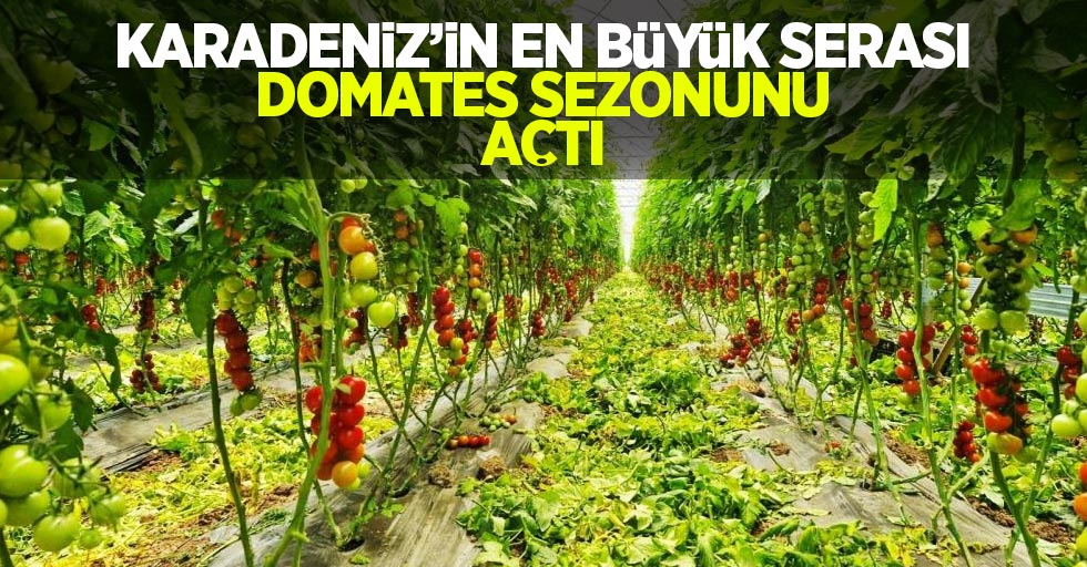 Karadeniz'in en büyük serası domates sezonunu açtı