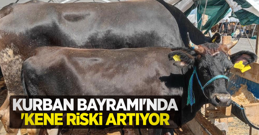 Kurban Bayramı’nda ‘kene’ riski artıyor