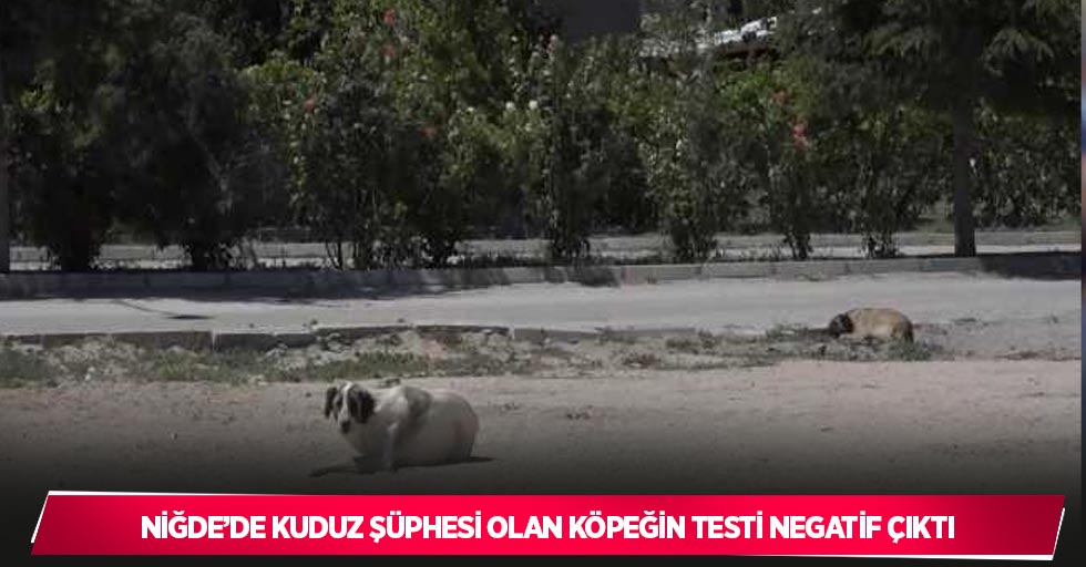 Niğde’de kuduz şüphesi olan köpeğin testi negatif çıktı