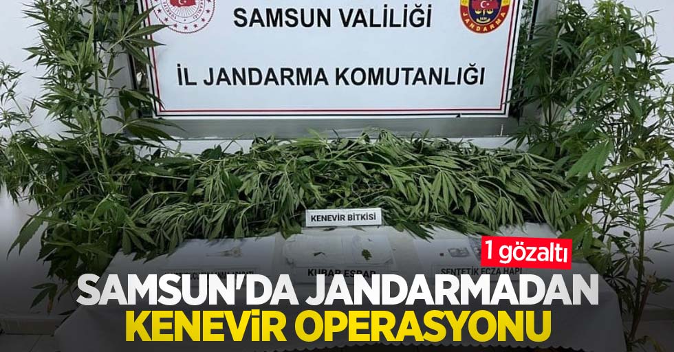 Samsun'da jandarmadan kenevir operasyonu