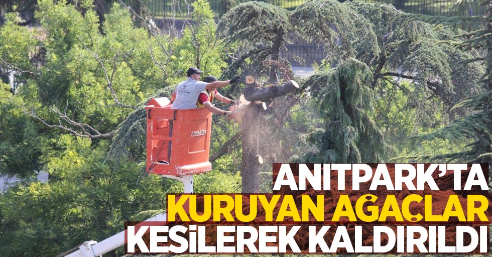 Anıtpark’ta kuryan ağaçlar kesilerek kaldırıldı 