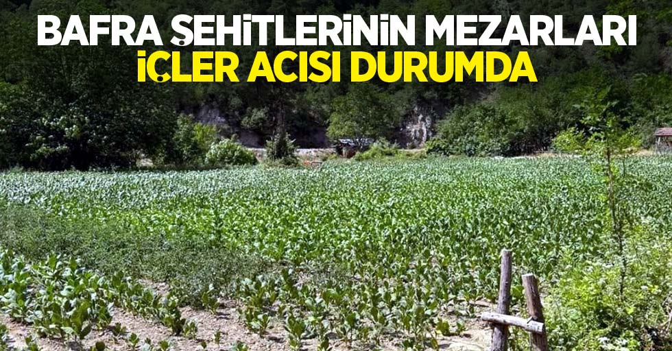 Bafra şehitlerinin mezarları içler acısı durumda