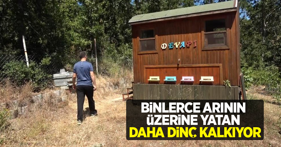 Binlerce arının üzerine yatan, daha dinç kalkıyor