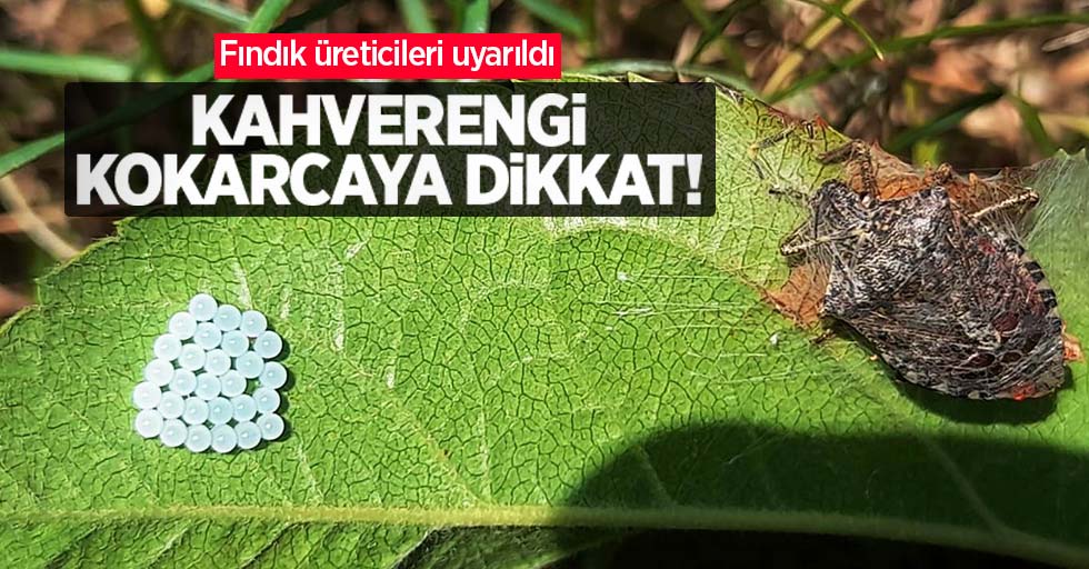 Fındık üreticileri uyarıldı! Kahverengi kokarcaya dikkat